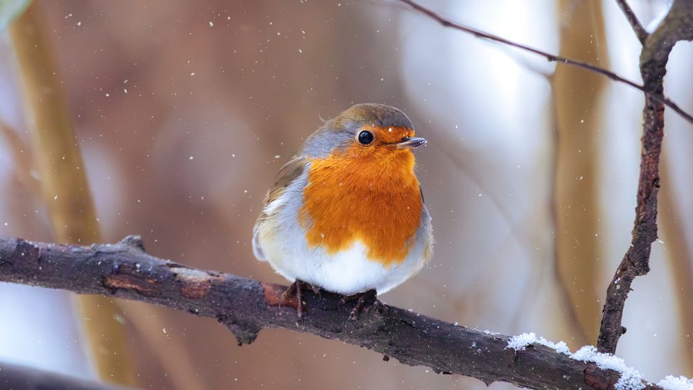 Photograph by Парфентьев Антон