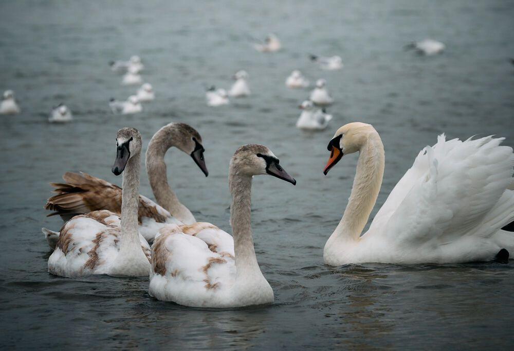 Photograph by Константин Громов