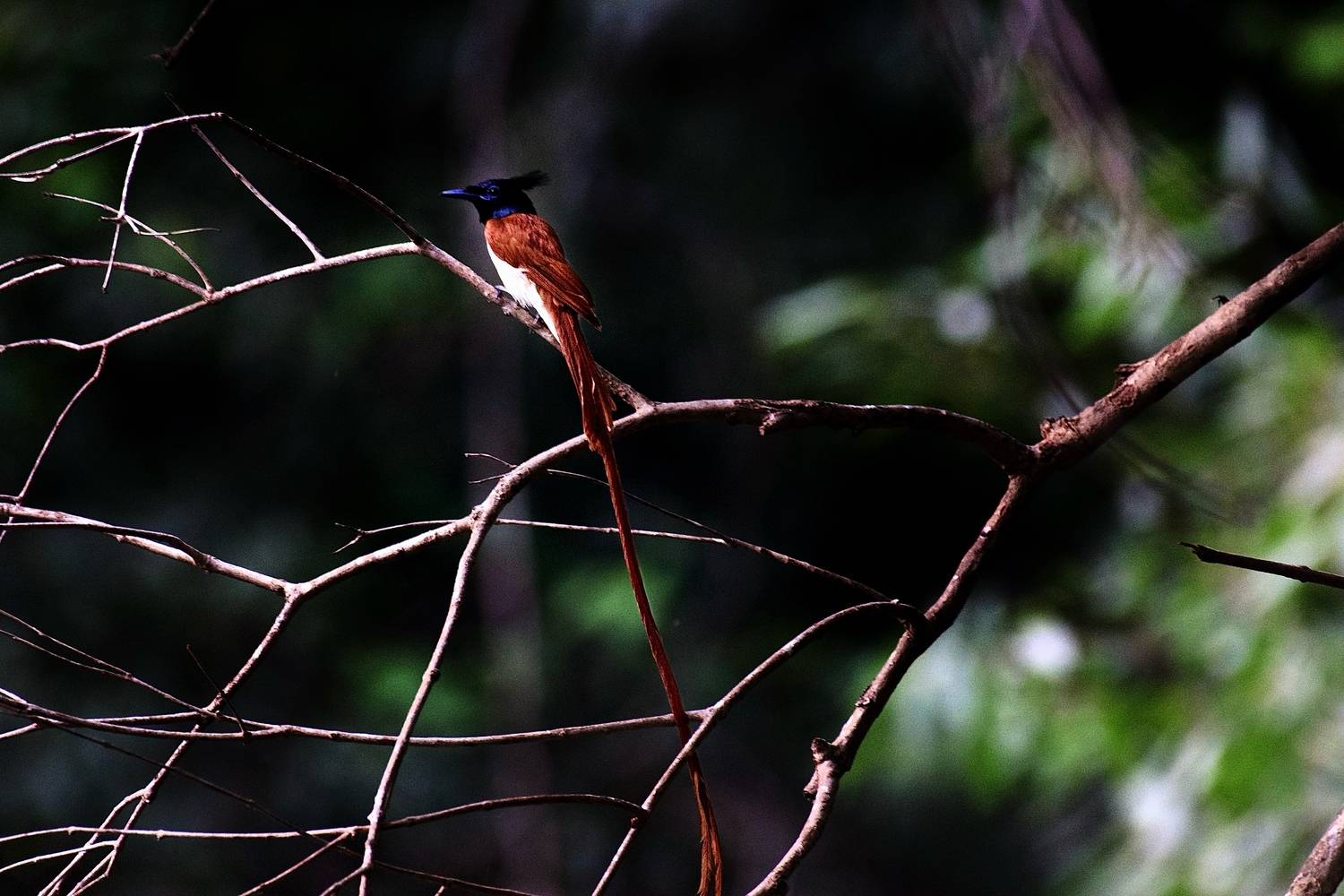 Фотография #13104811