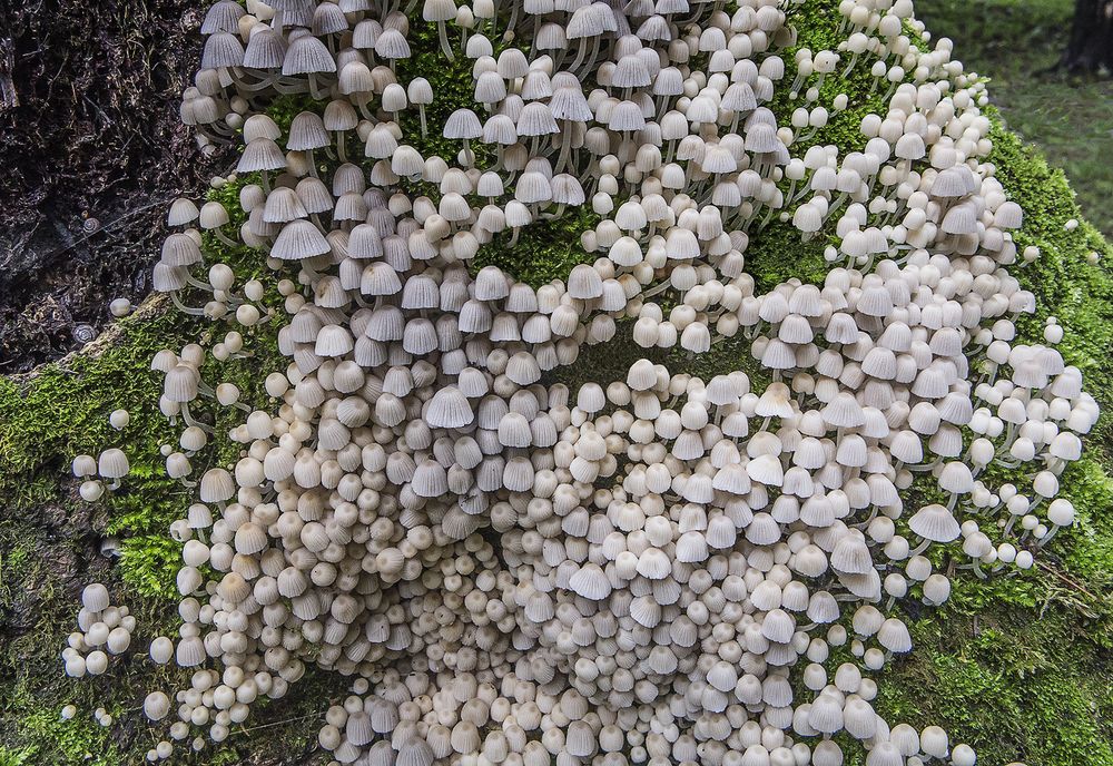 Photograph by Владимир Шишкин