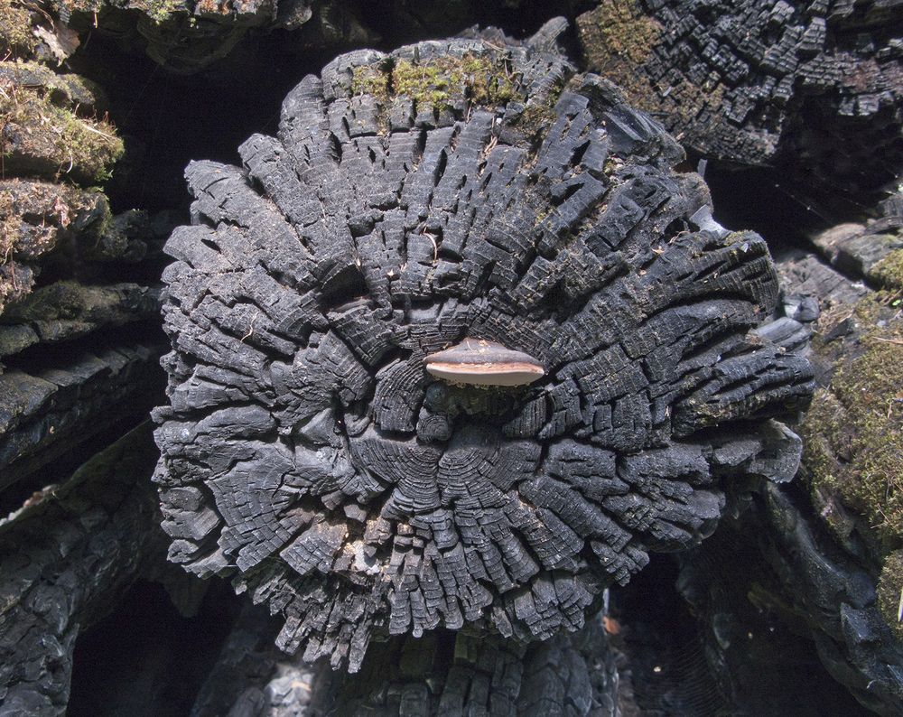 Photograph by Владимир Шишкин