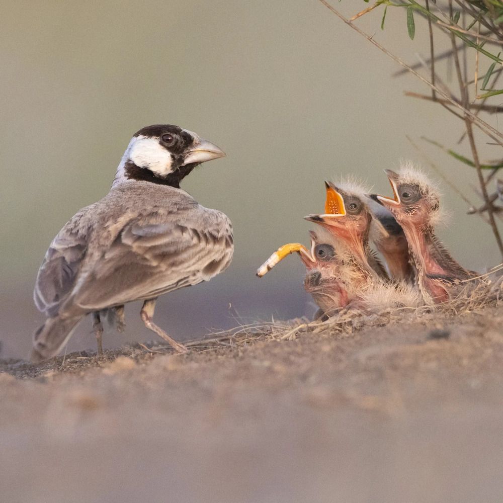 Photograph by Saif Al Maqbali Rashid