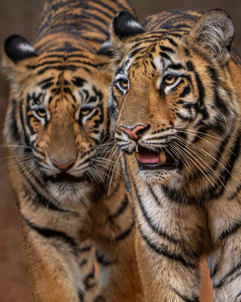 Photograph by mahadevan Arige