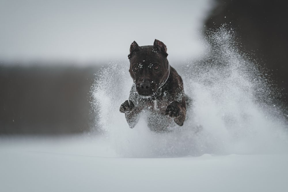 Photo #13104889