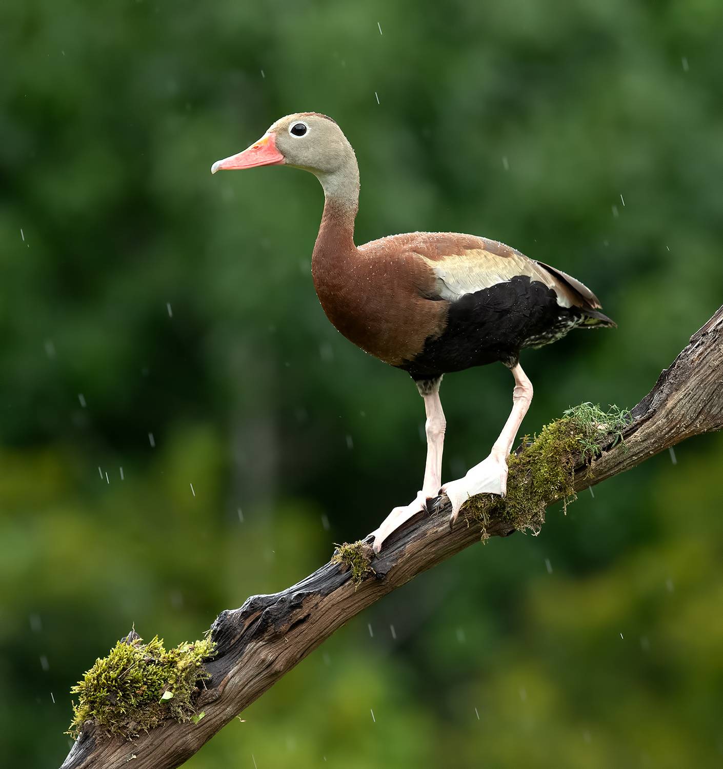 Black-Bellied Whistling Duck -Чернобрюхая свистящая утка