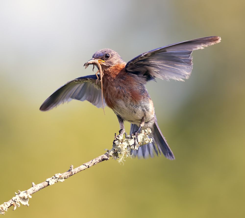 Eastern Bluebird male catches Lizard
