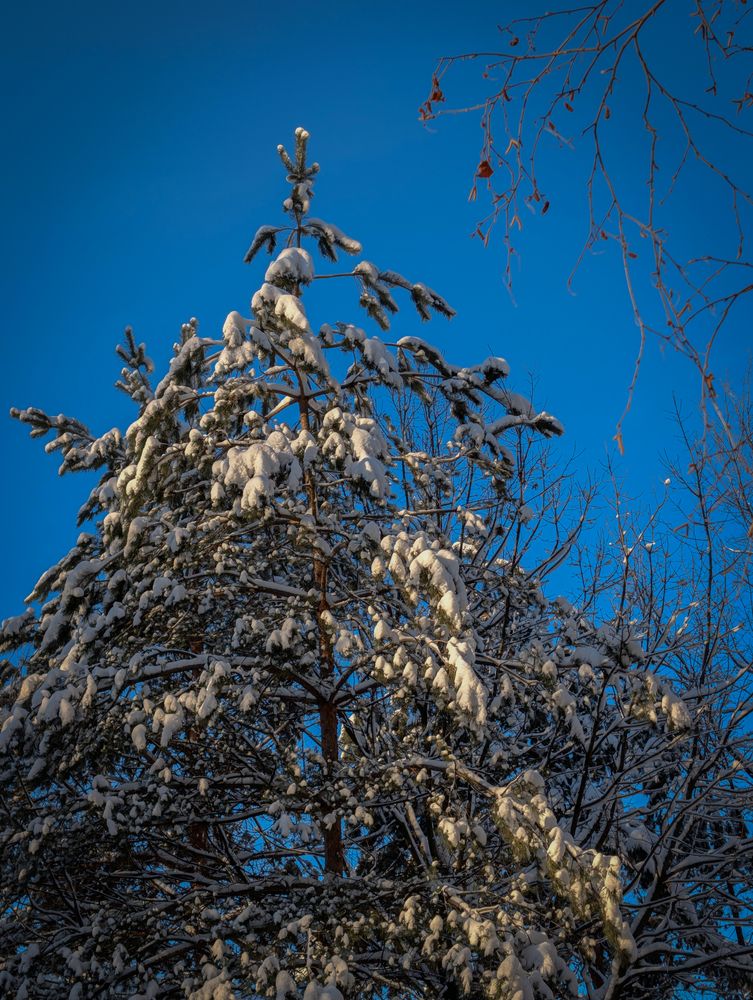 Фотография автора Милорадов Илья