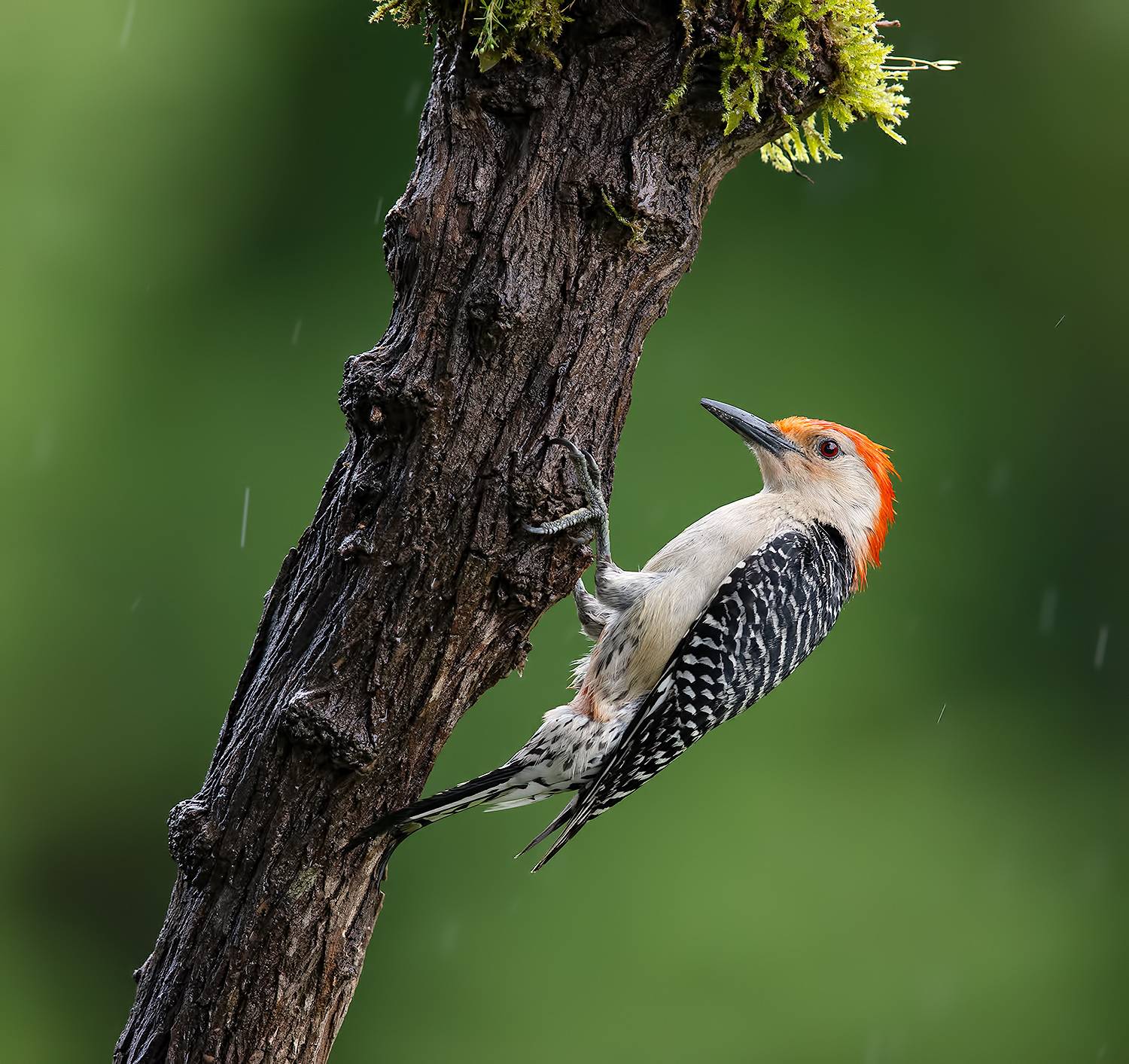 Red-bellied Woodpecker, male