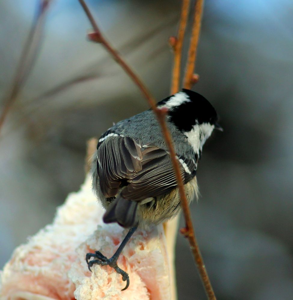 Photograph by Алексей Кулагин
