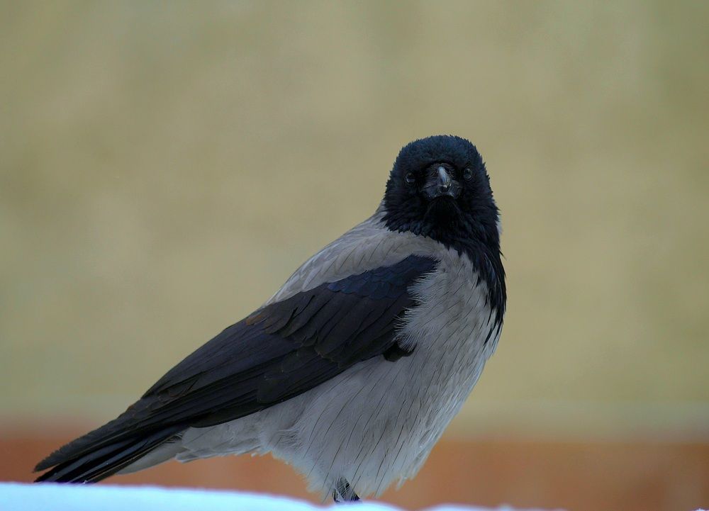 Photograph by Алексей Кулагин