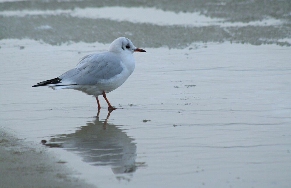 Photograph by Дина Темницкая