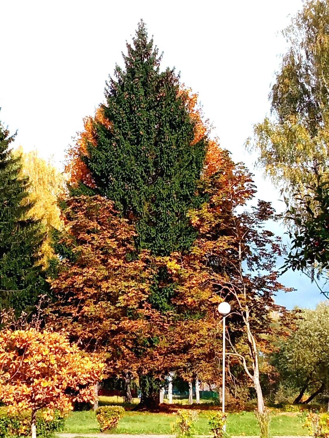 Photo #13105355
