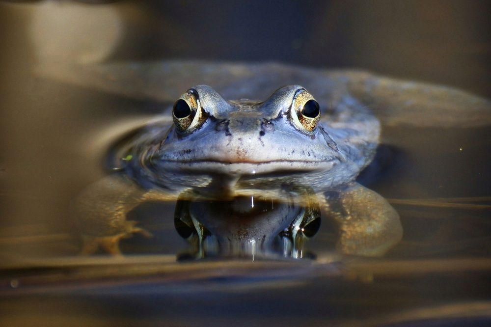 Photograph by Микрокосмос Владимир