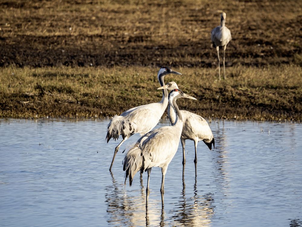 Photograph by Semion Ribinik