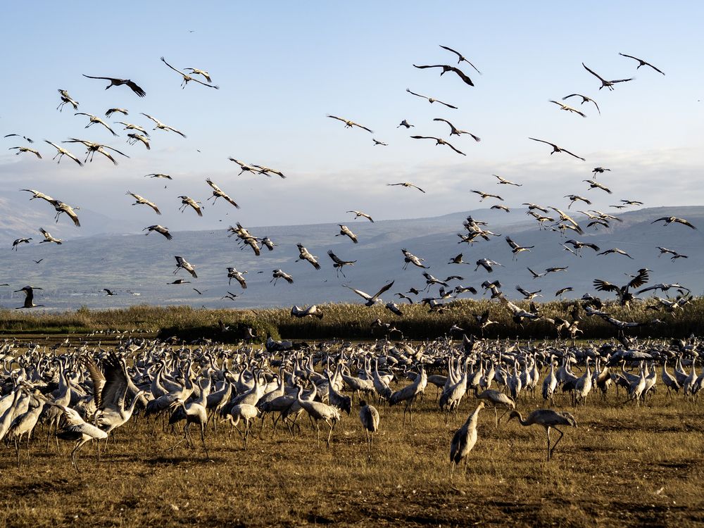 Photograph by Semion Ribinik