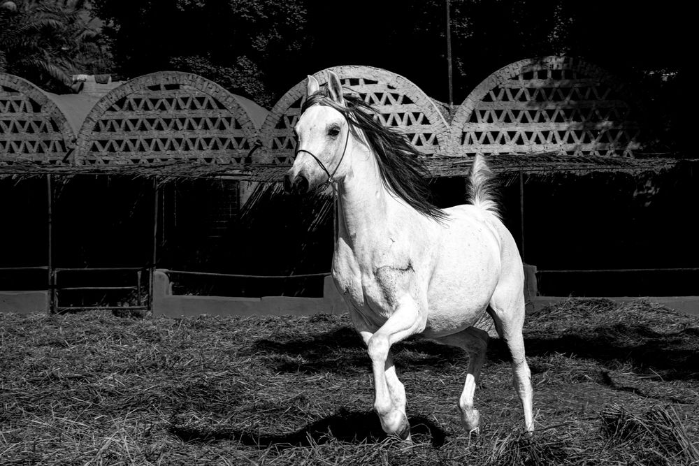 Фотография автора Muhammad Radi