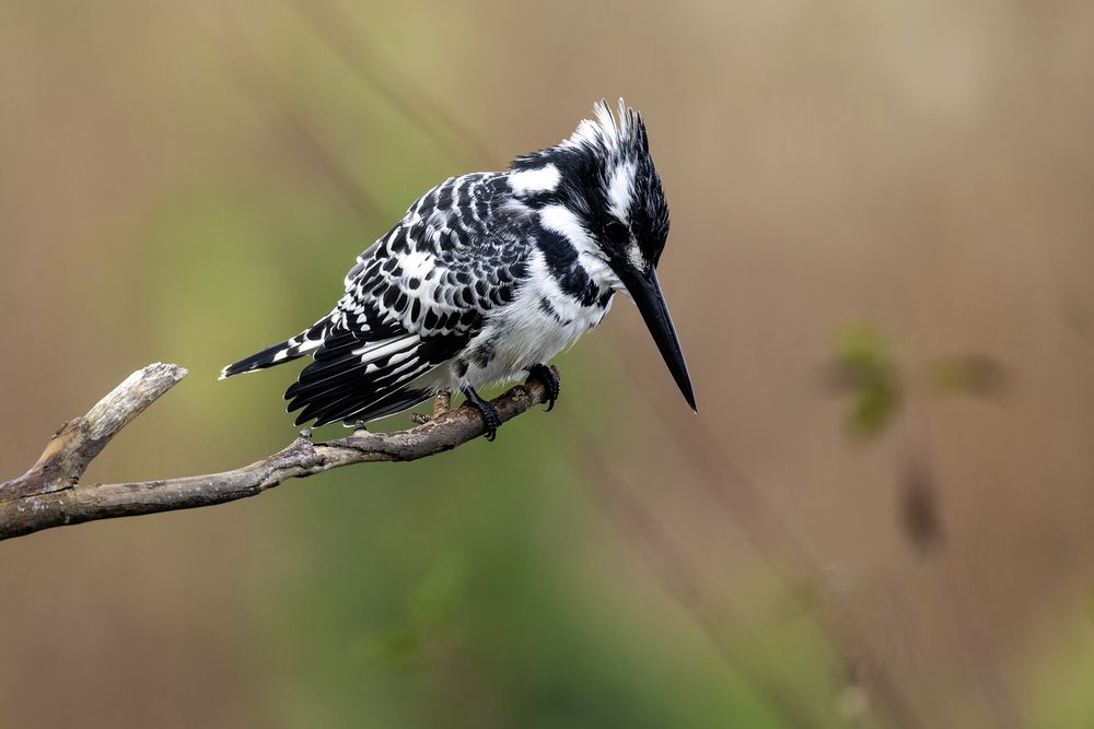 Фотография автора Alexander Amromin