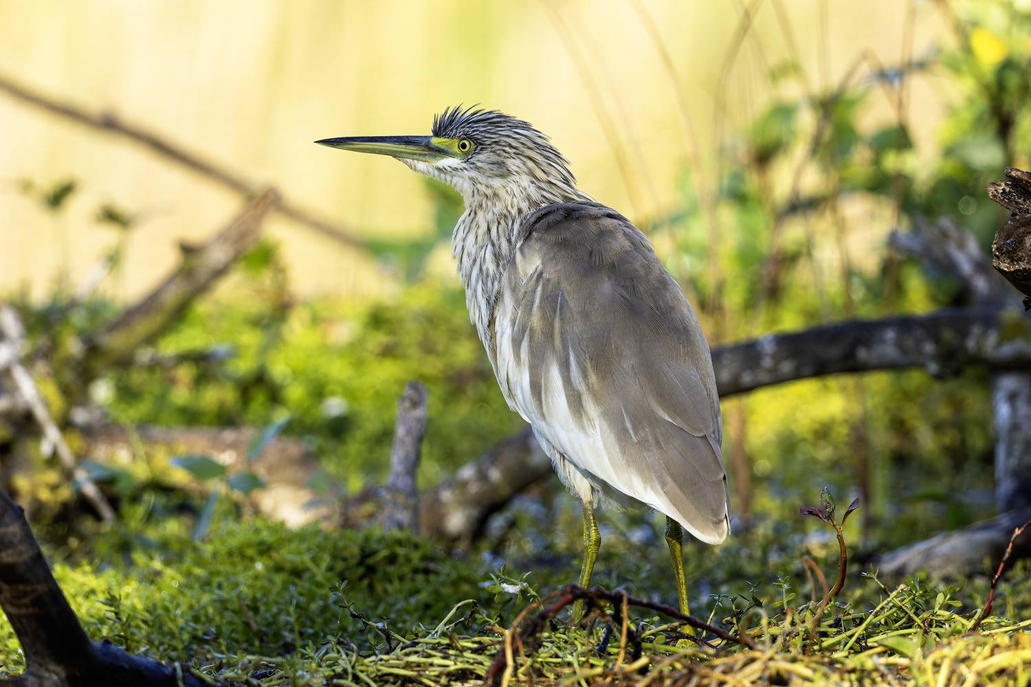 Желтая цапля.
