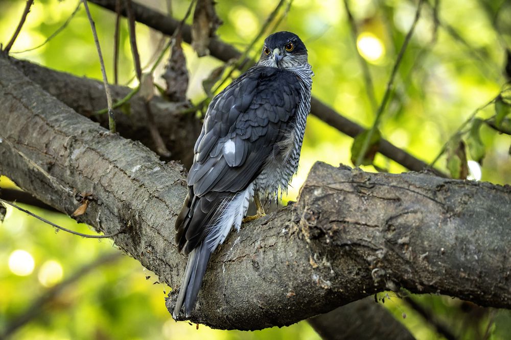Ястреб перепелятник.