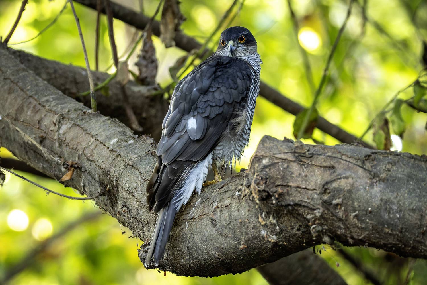 Ястреб перепелятник.