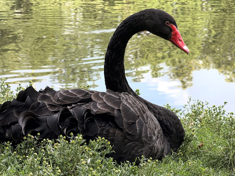 Фотография автора Елена Чулюнина