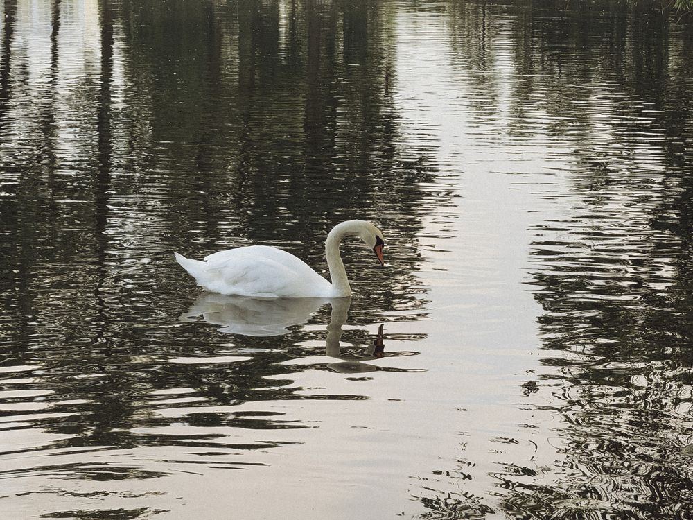 Фотография автора Елена Чулюнина
