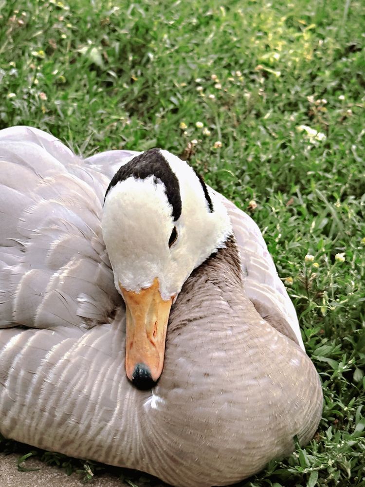 Фотография автора Елена Чулюнина