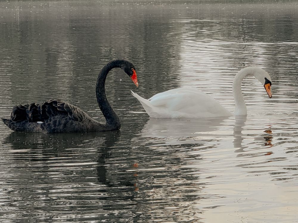 Фотография автора Елена Чулюнина