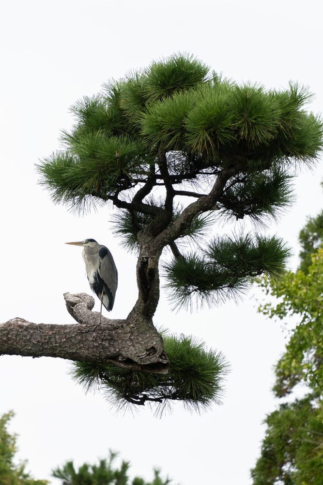 Фотография автора Светлана Зимина