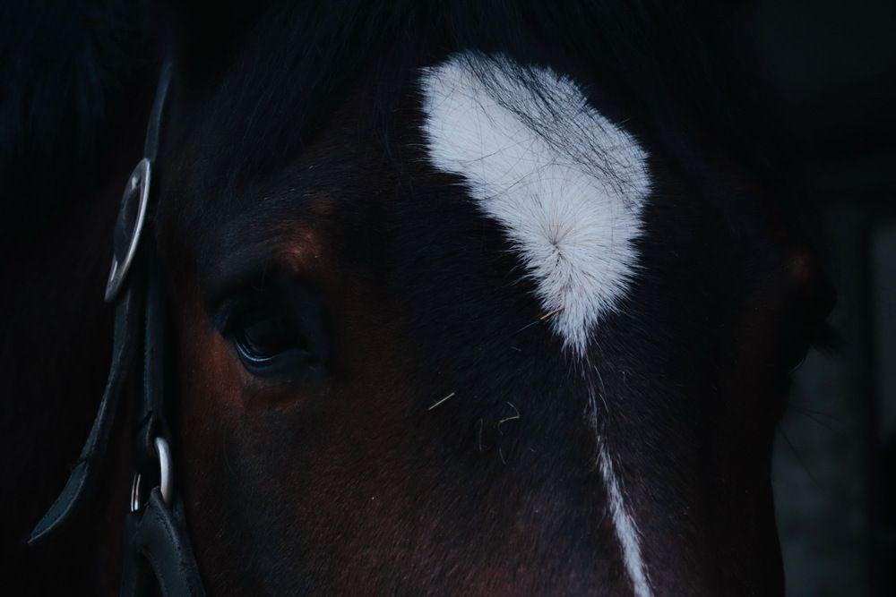 Photograph by Simone Cossu