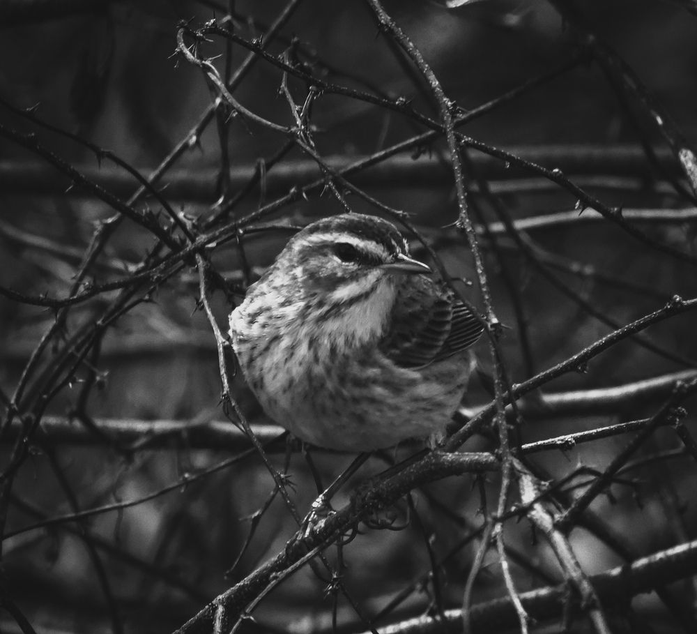 Photo #13105592