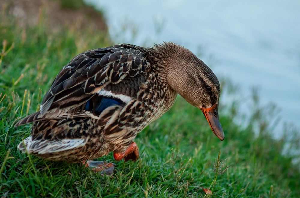 Photograph by Ольга Кудіна