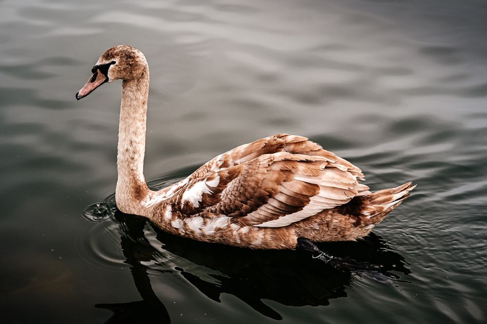 Photograph by Ольга Кудіна