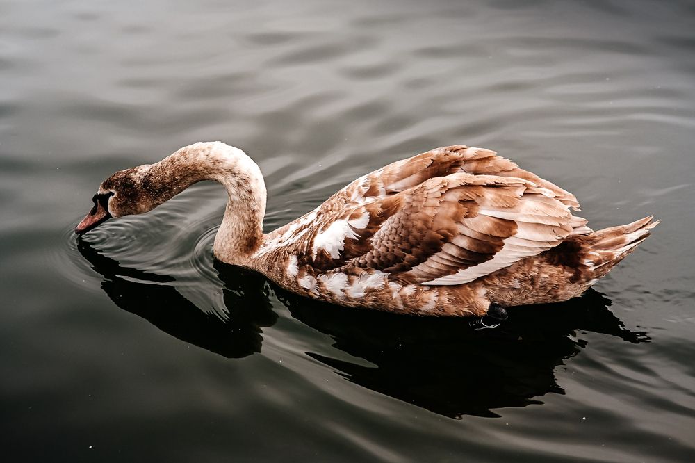 Photograph by Ольга Кудіна