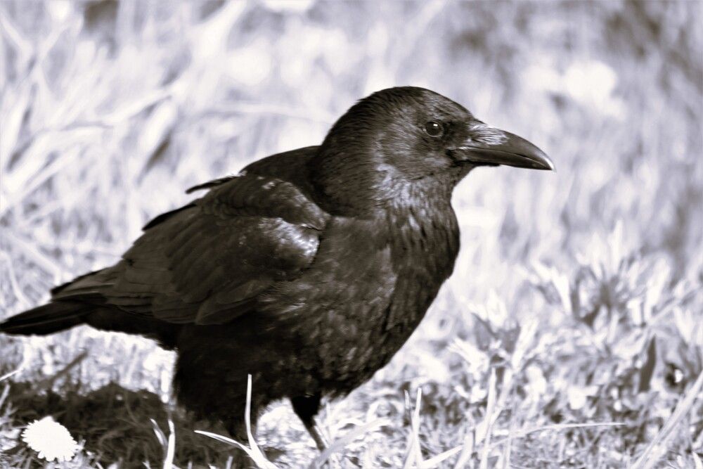 Photograph by Ения Семина