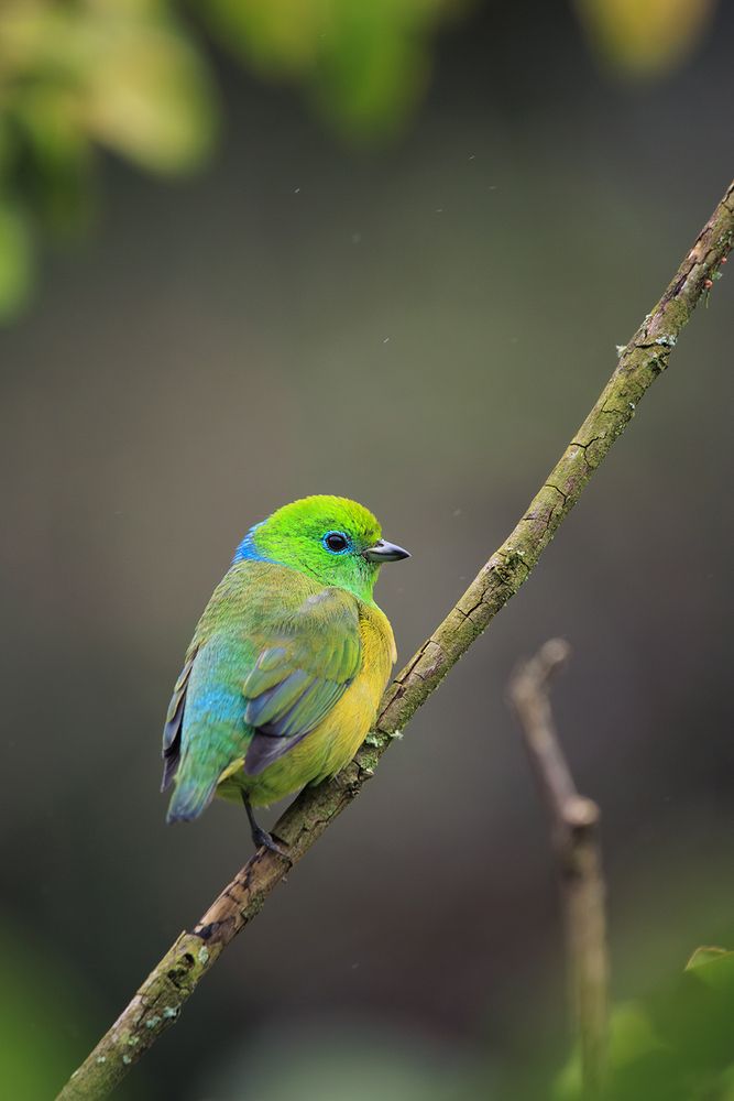 Gaturamo bandeira