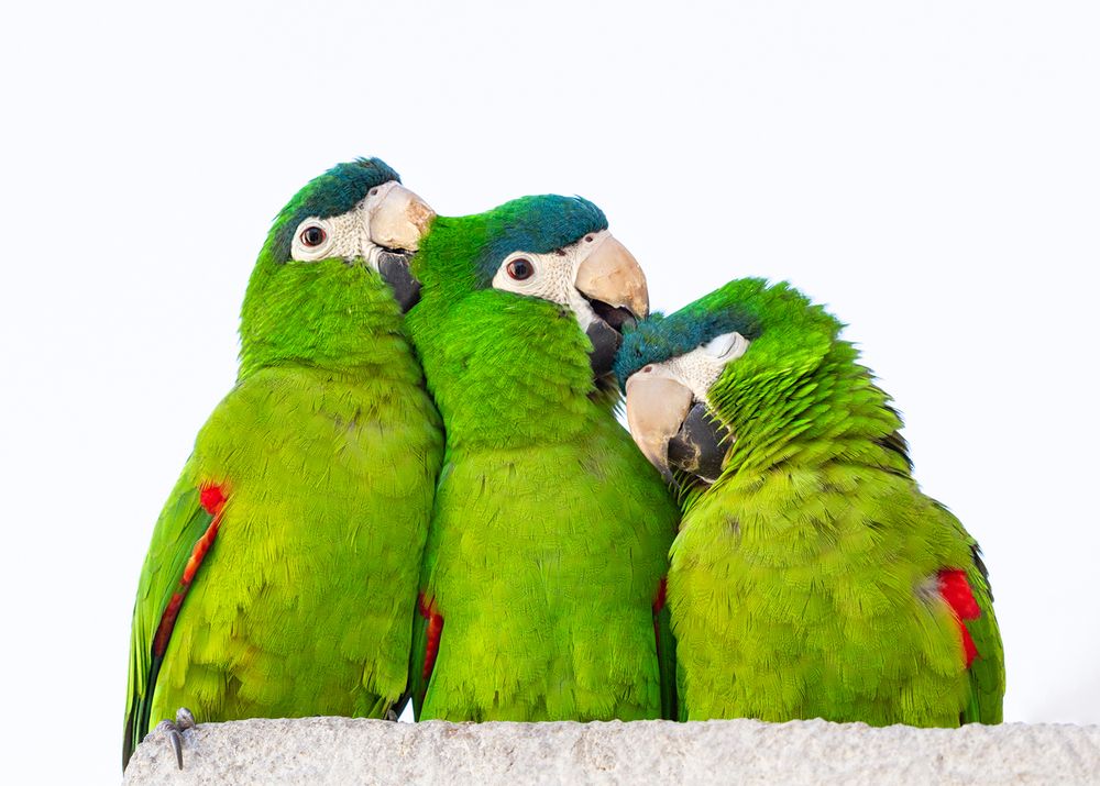 Affection Generates Affection