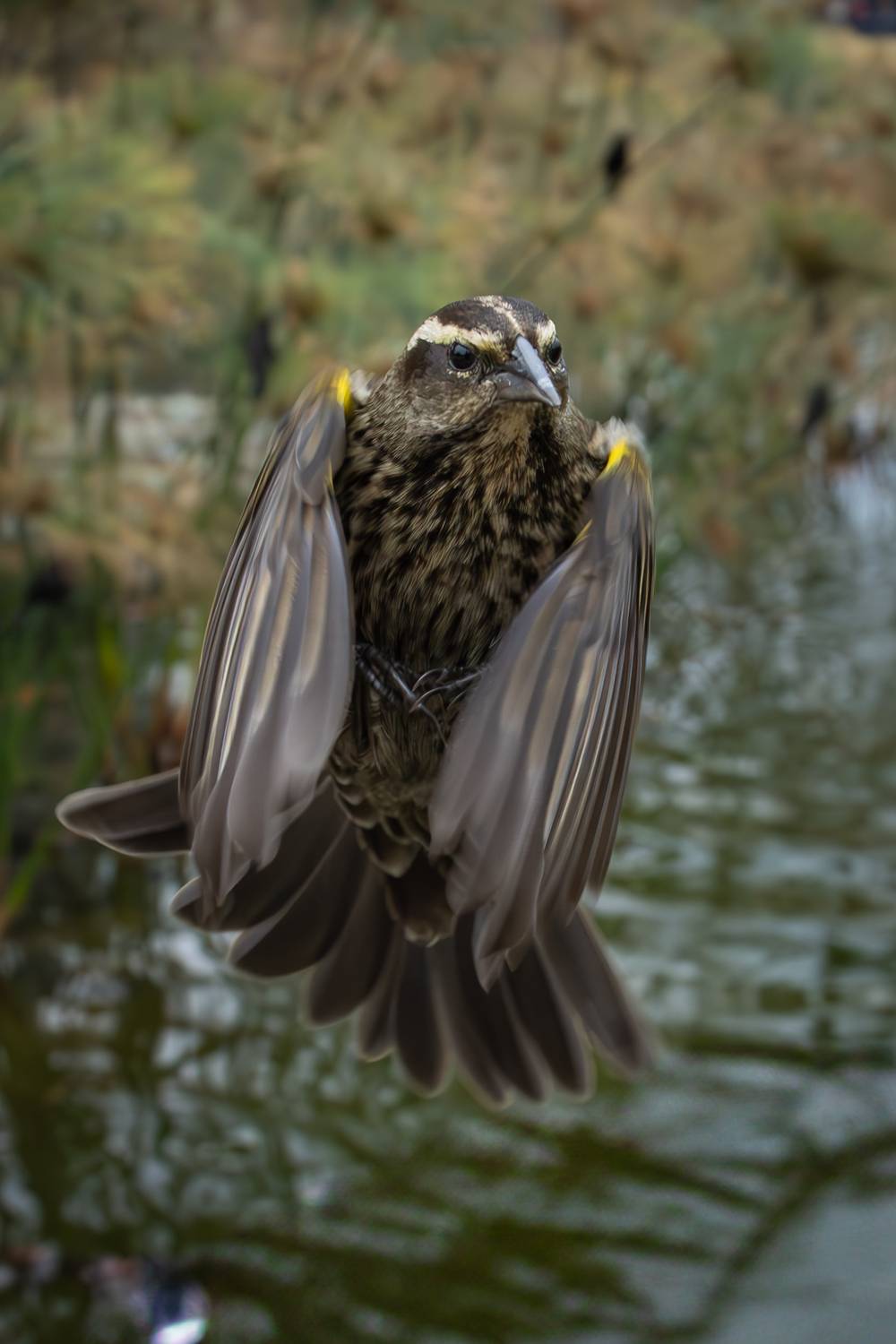 Photo #13105654