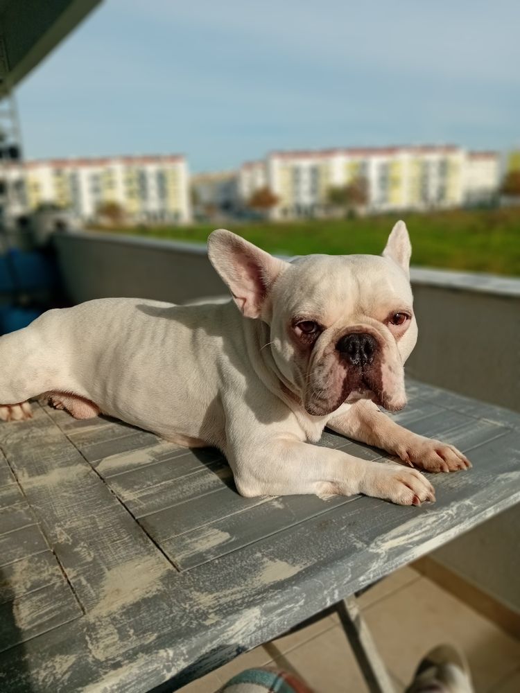 Photo #13105662