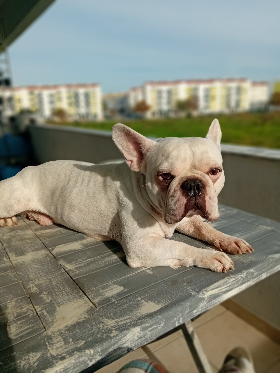 Photo #13105662