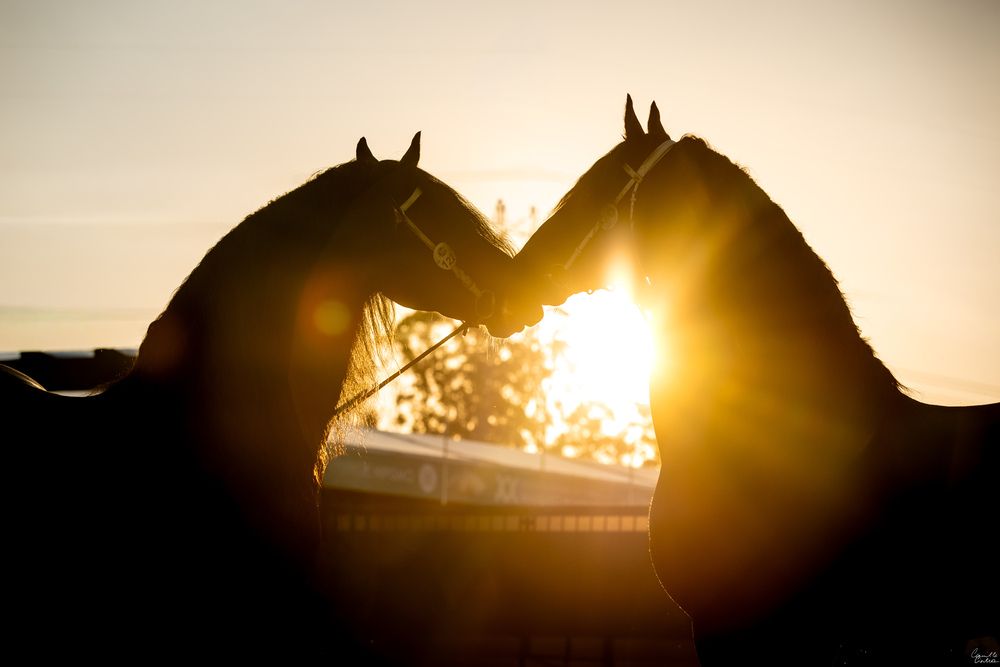 Фотография автора Camilla Cintra