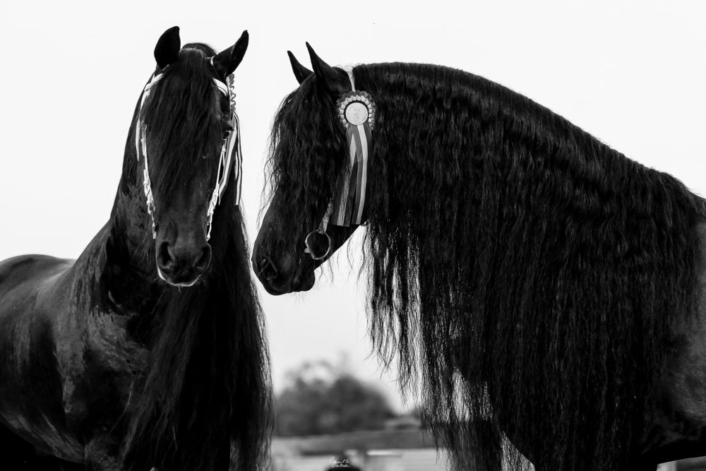 Фотография автора Camilla Cintra