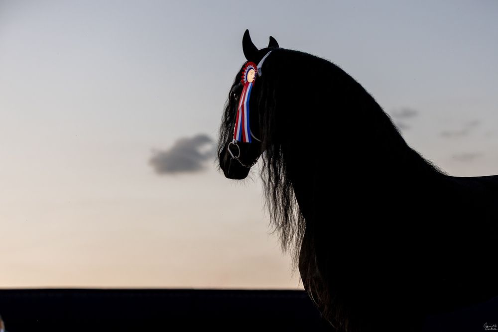 Фотография автора Camilla Cintra