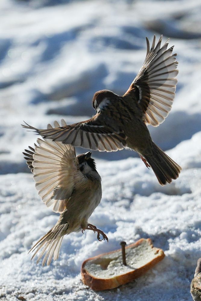 Photo #13105777