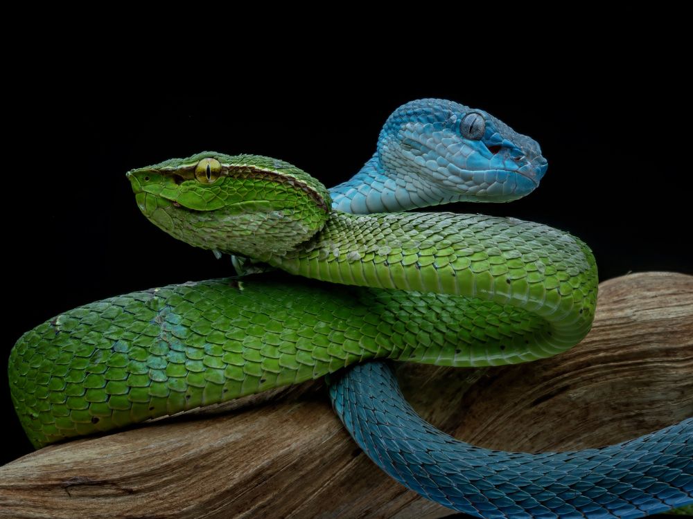 Фотография автора Dzulfikri Dzulfikri