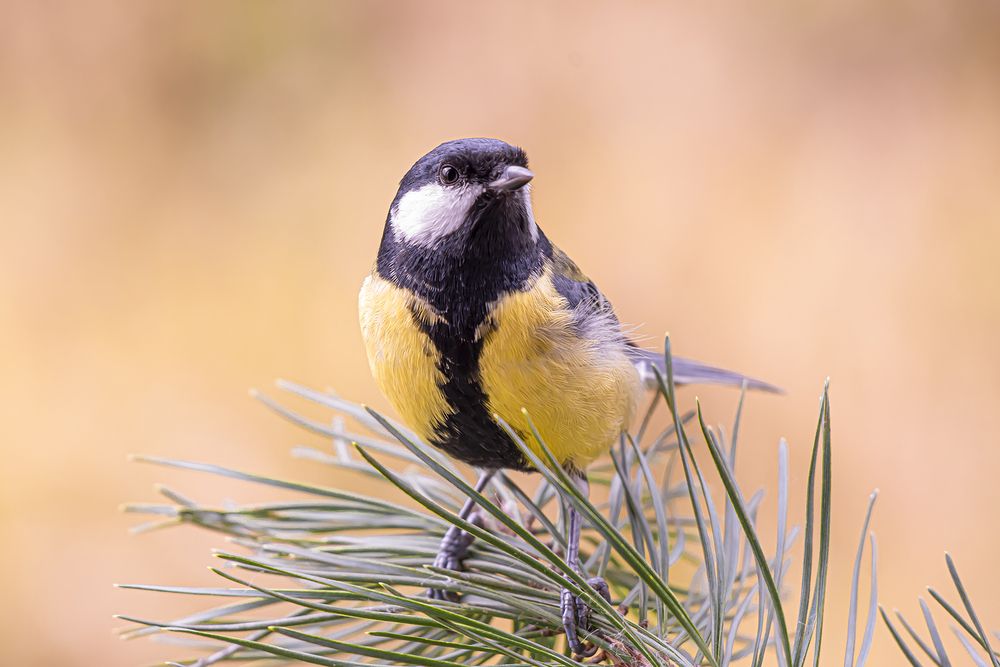 Photograph by Бурикова Екатерина