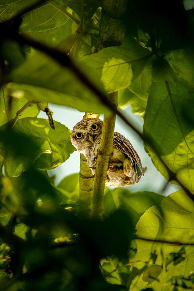 Фотография автора Vignesh Subramani