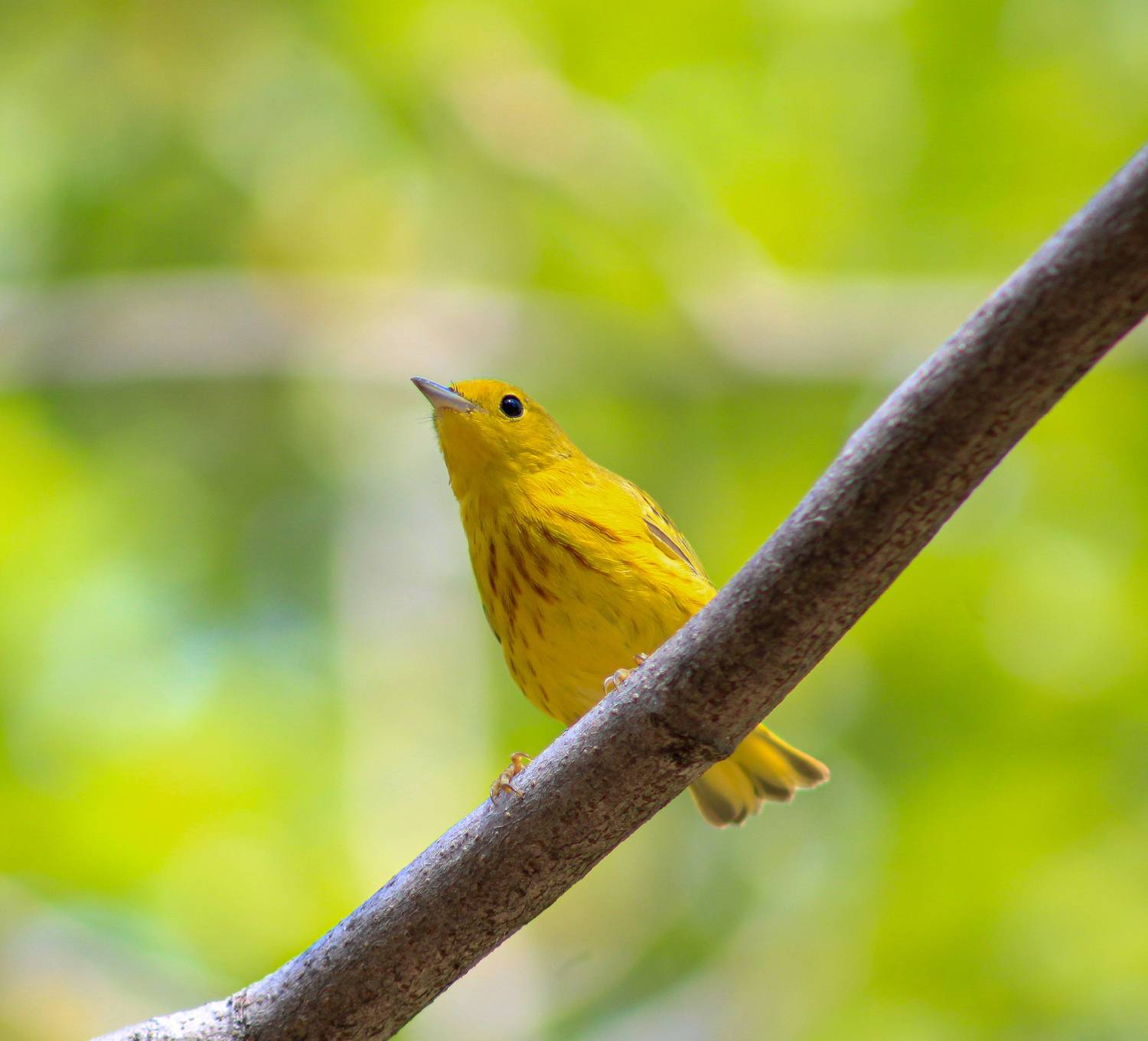 Photo #13105934