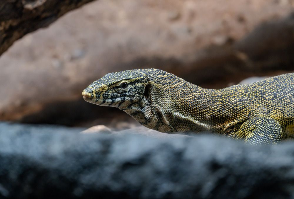 Photograph by Athul Konikkara