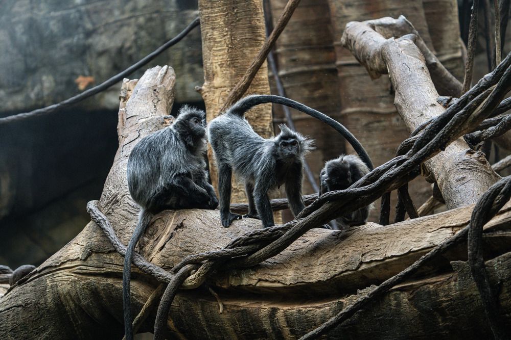 Photograph by Athul Konikkara
